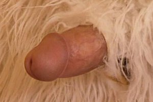 asian granny naked